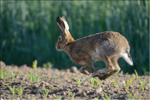 hase120.jpg