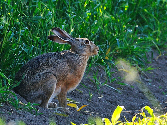 hase14.jpg
