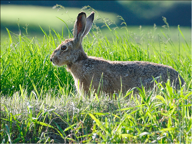 hase15.jpg