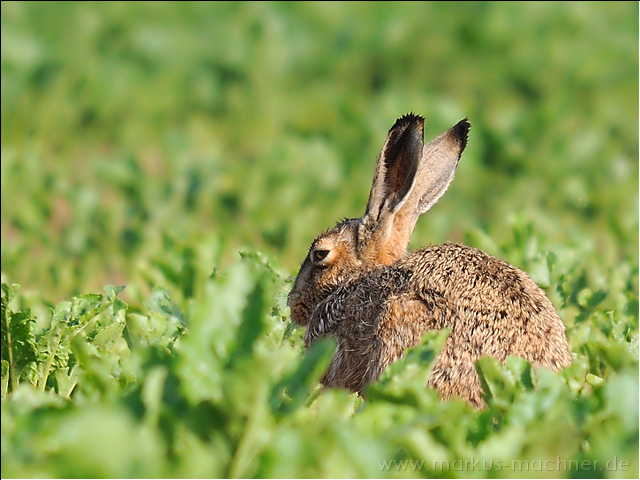hase16.jpg