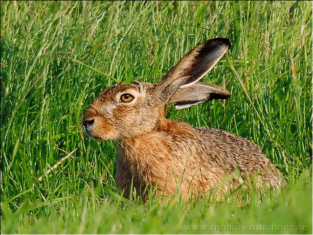hase17.jpg