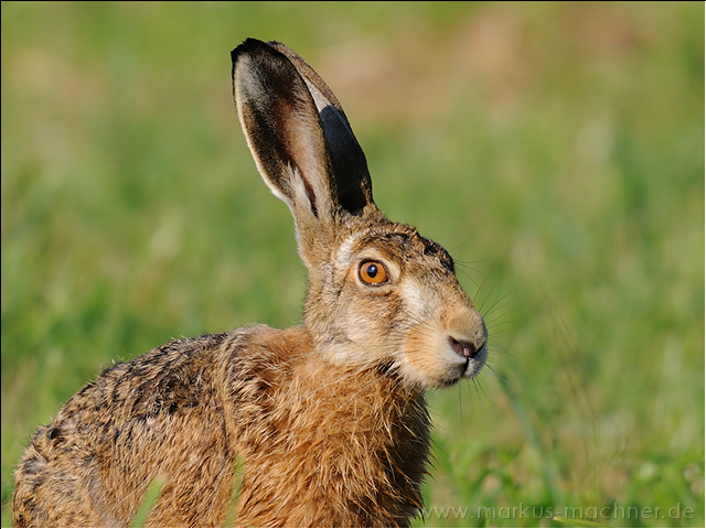 hase19.jpg