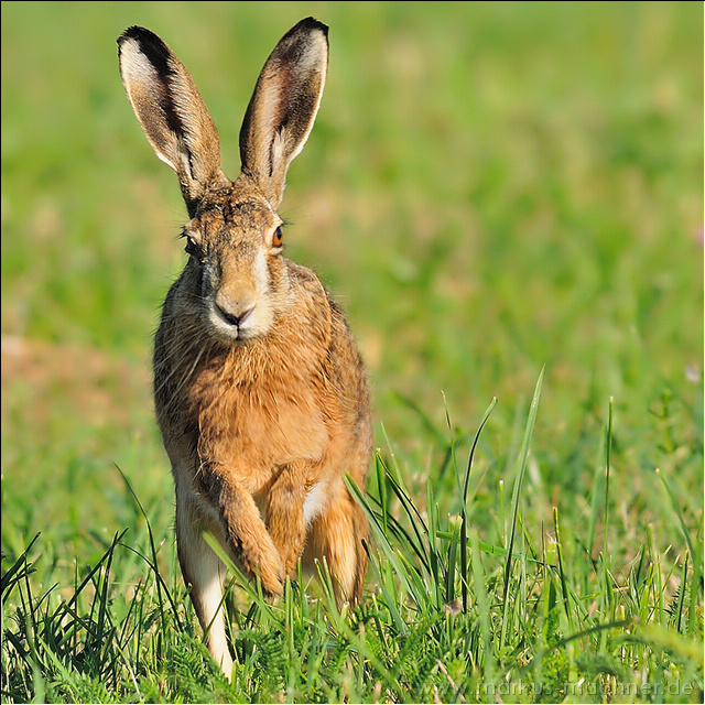 hase21.jpg