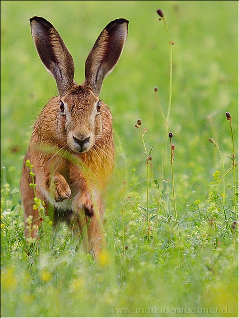 hase26.jpg