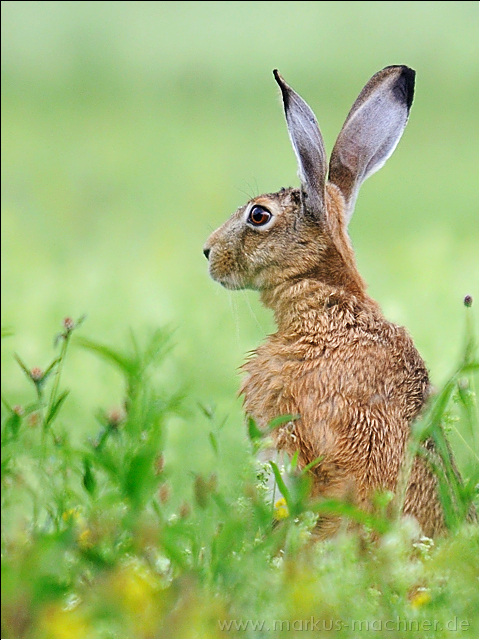 hase27.jpg