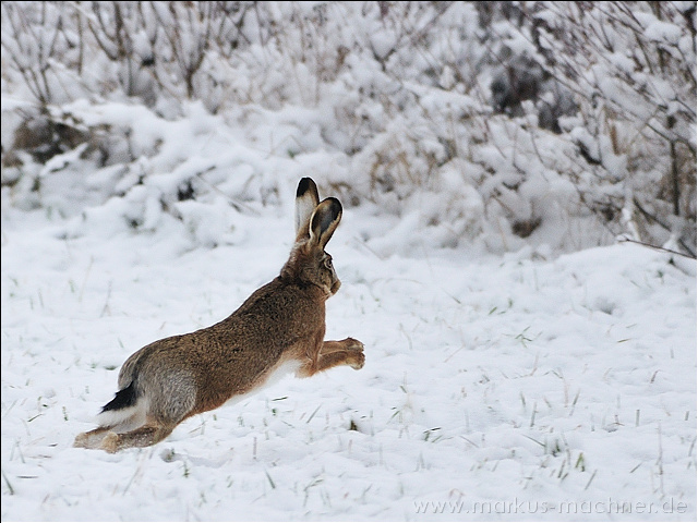 hase28.jpg
