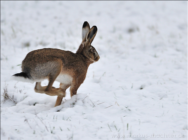 hase29.jpg