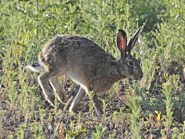 hase3.jpg