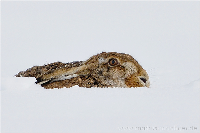 hase30.jpg