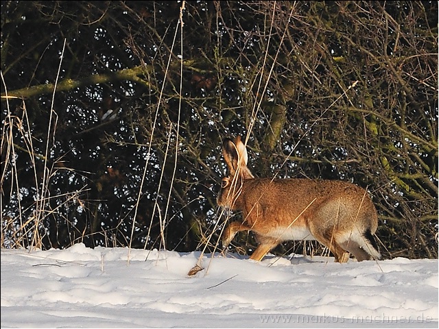 hase32.jpg
