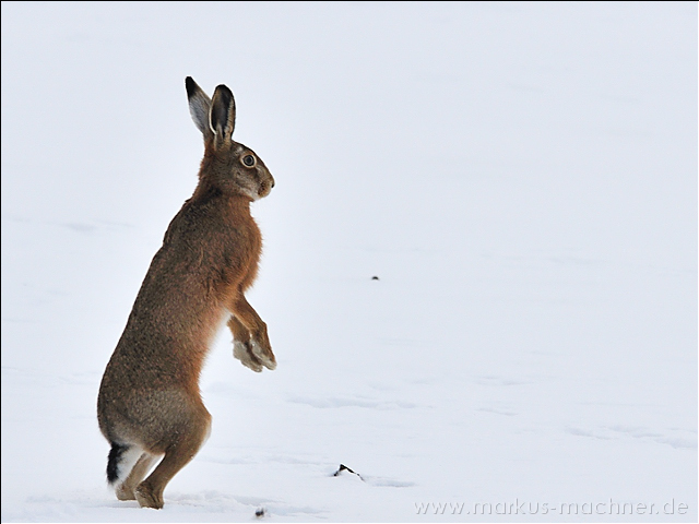 hase33.jpg