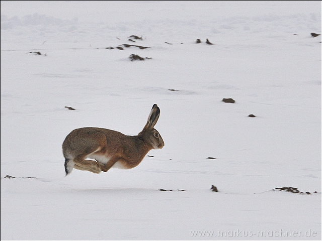 hase34.jpg