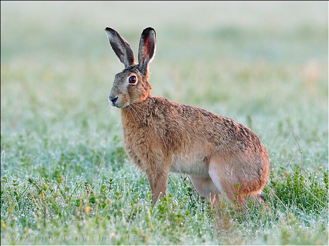 hase37.jpg