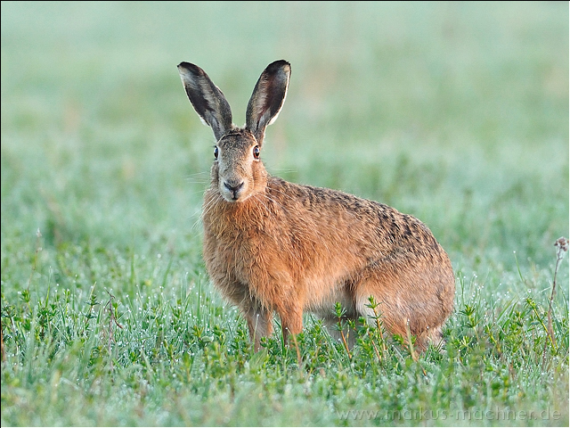 hase38.jpg