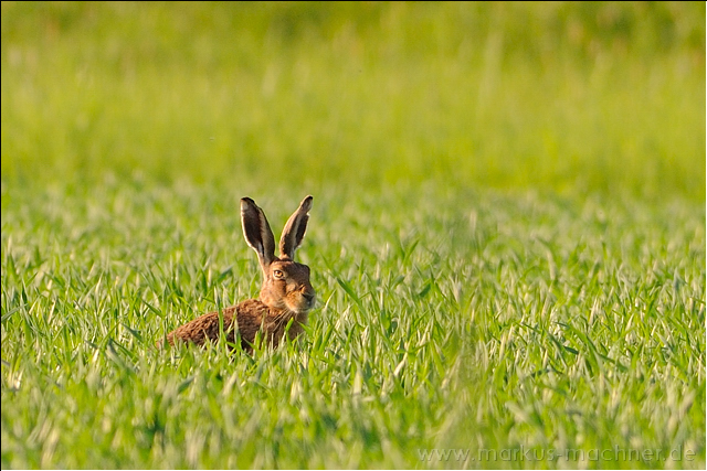 hase39.jpg