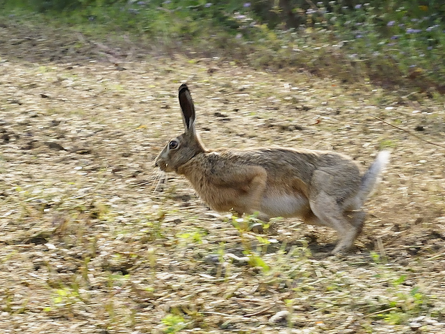 hase4.jpg