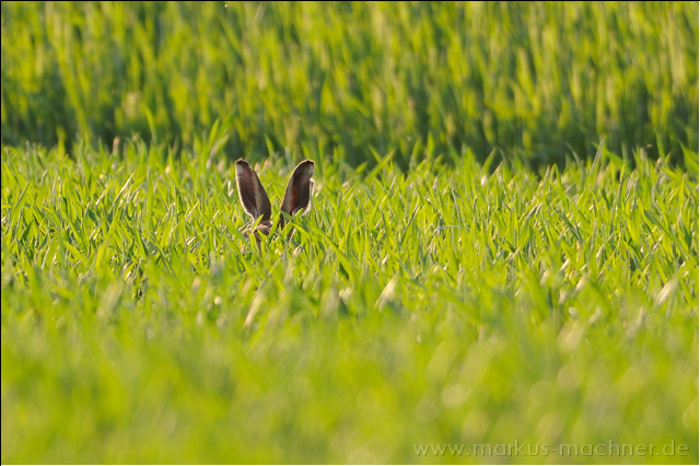 hase40.jpg