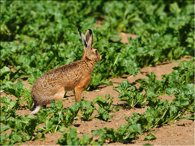 hase41.jpg