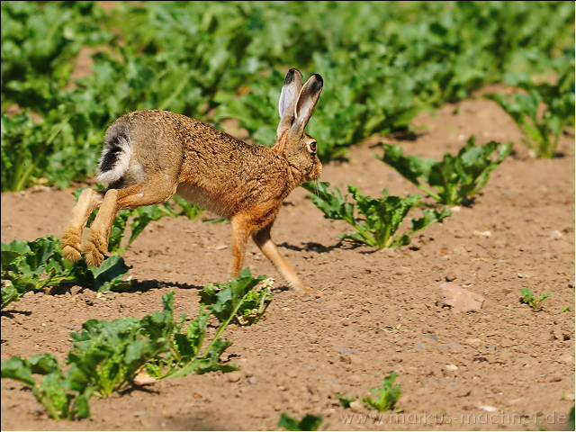 hase42.jpg
