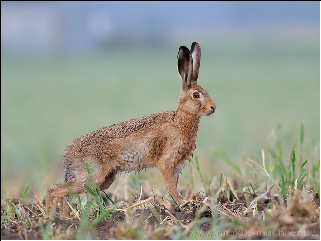 hase43.jpg