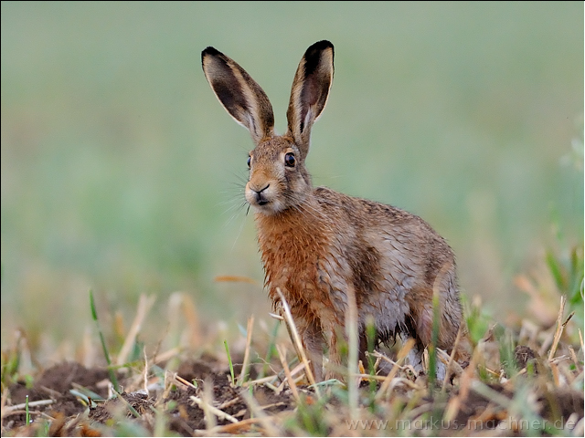 hase44.jpg