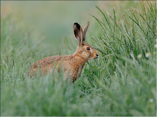 hase45.jpg