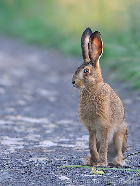 hase48.jpg