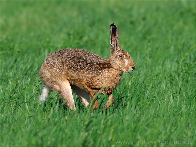hase49.jpg