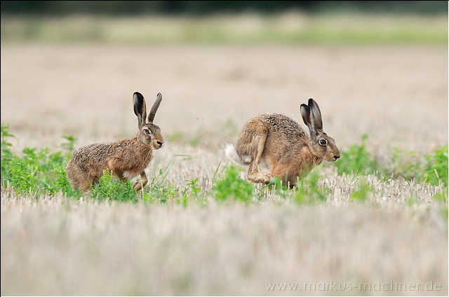 hase57.jpg