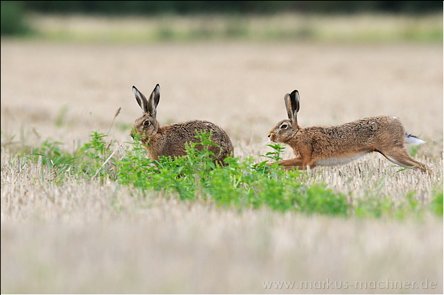 hase58.jpg