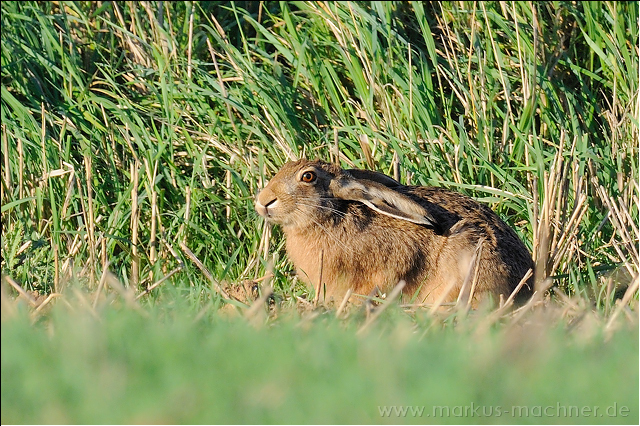 hase60.jpg