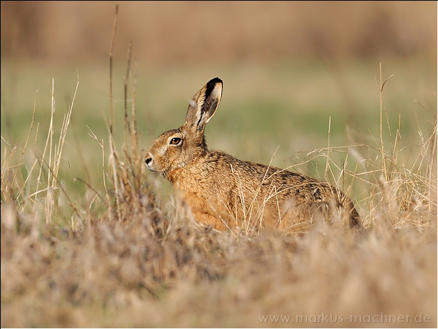 hase63.jpg