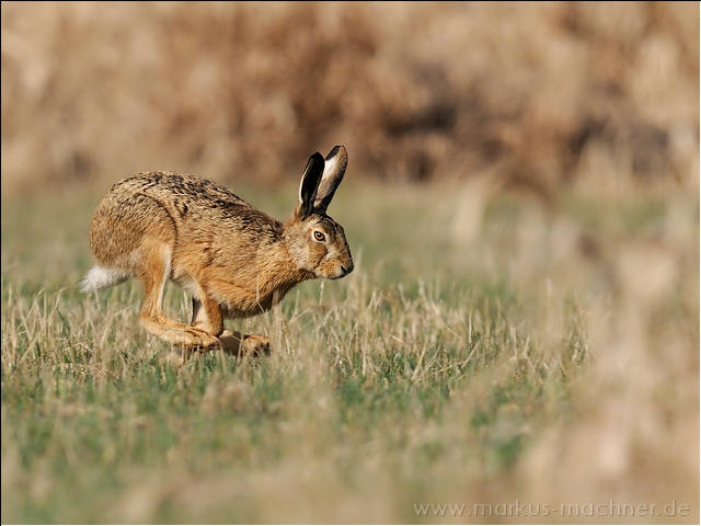 hase64.jpg