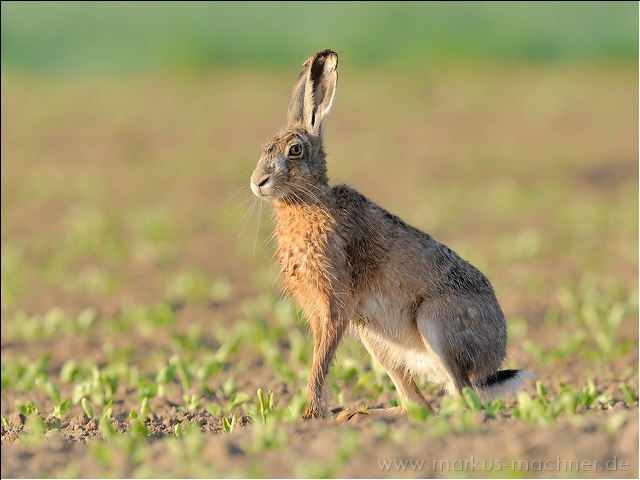 hase65.jpg
