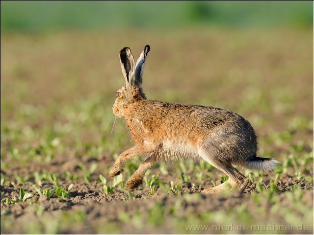 hase66.jpg