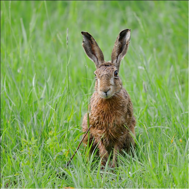 hase69.jpg