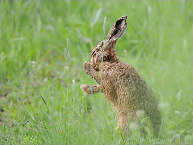 hase70.jpg