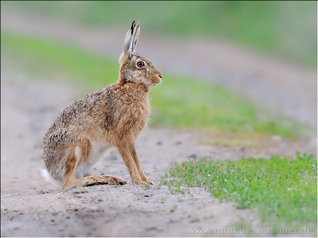 hase71.jpg