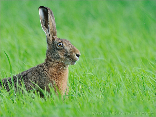 hase76.jpg