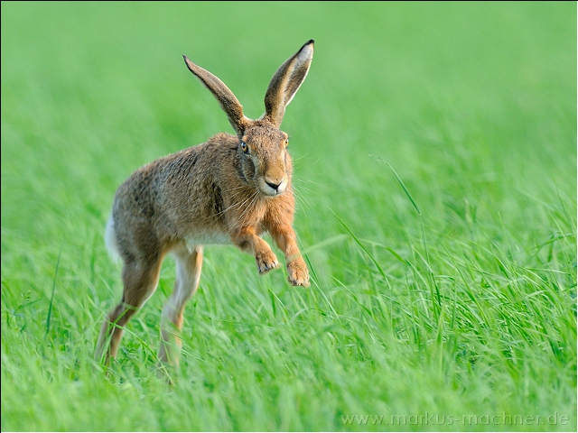 hase77.jpg