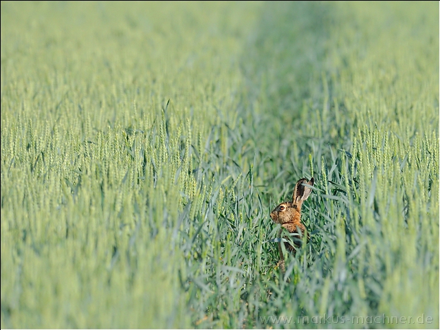 hase78.jpg