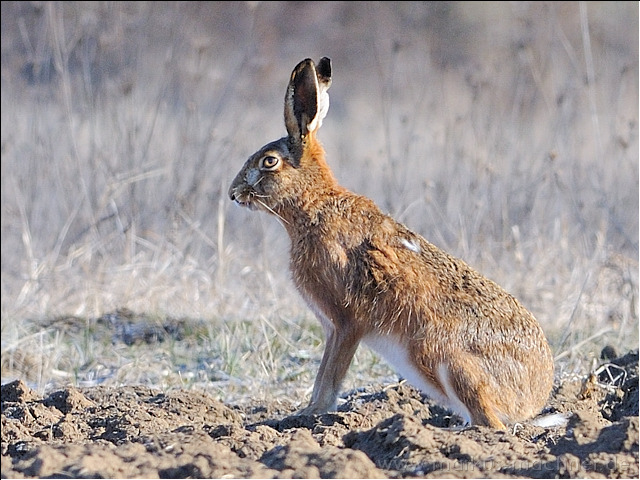 hase8.jpg