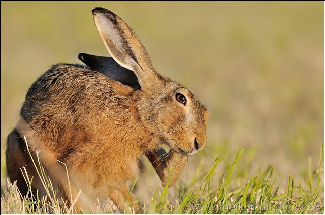 hase82.jpg