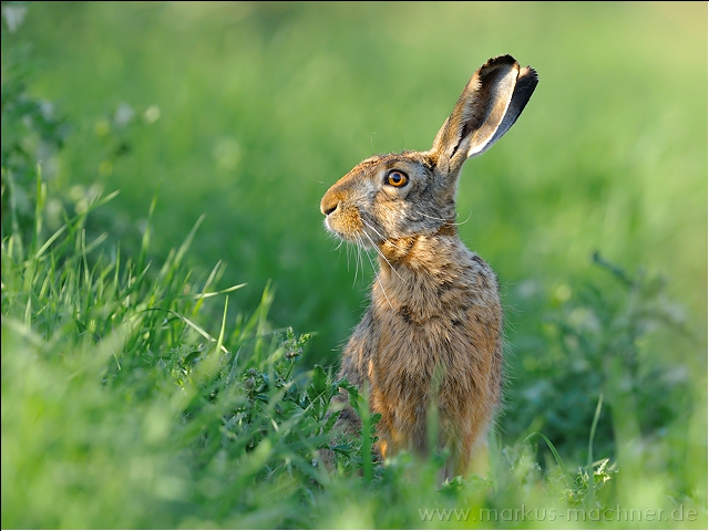 hase83.jpg