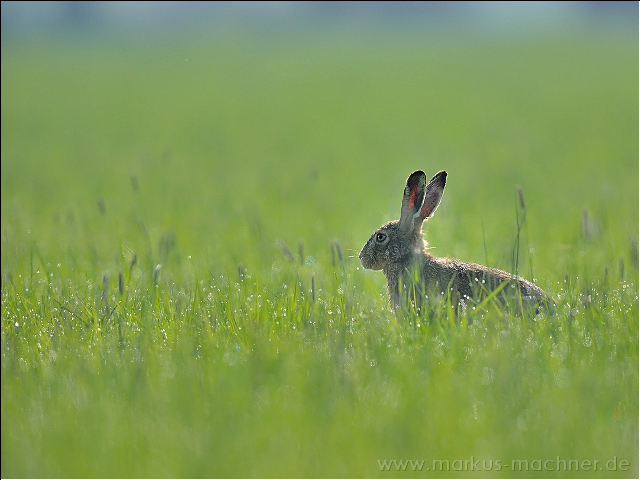 hase87.jpg