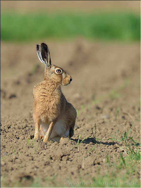 hase88.jpg