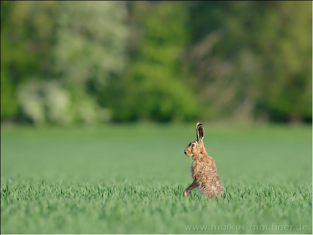 hase89.jpg