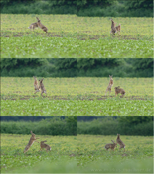 hasenkampf3.jpg
