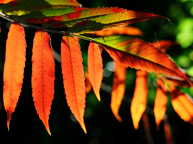 herbst.jpg
