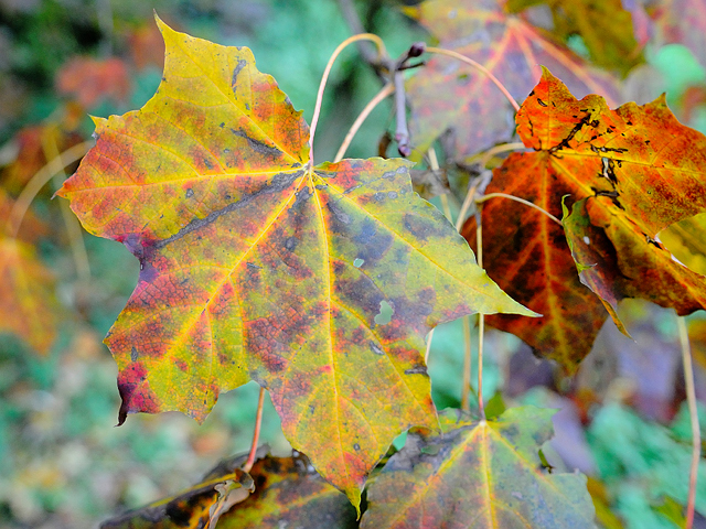 herbst1.jpg